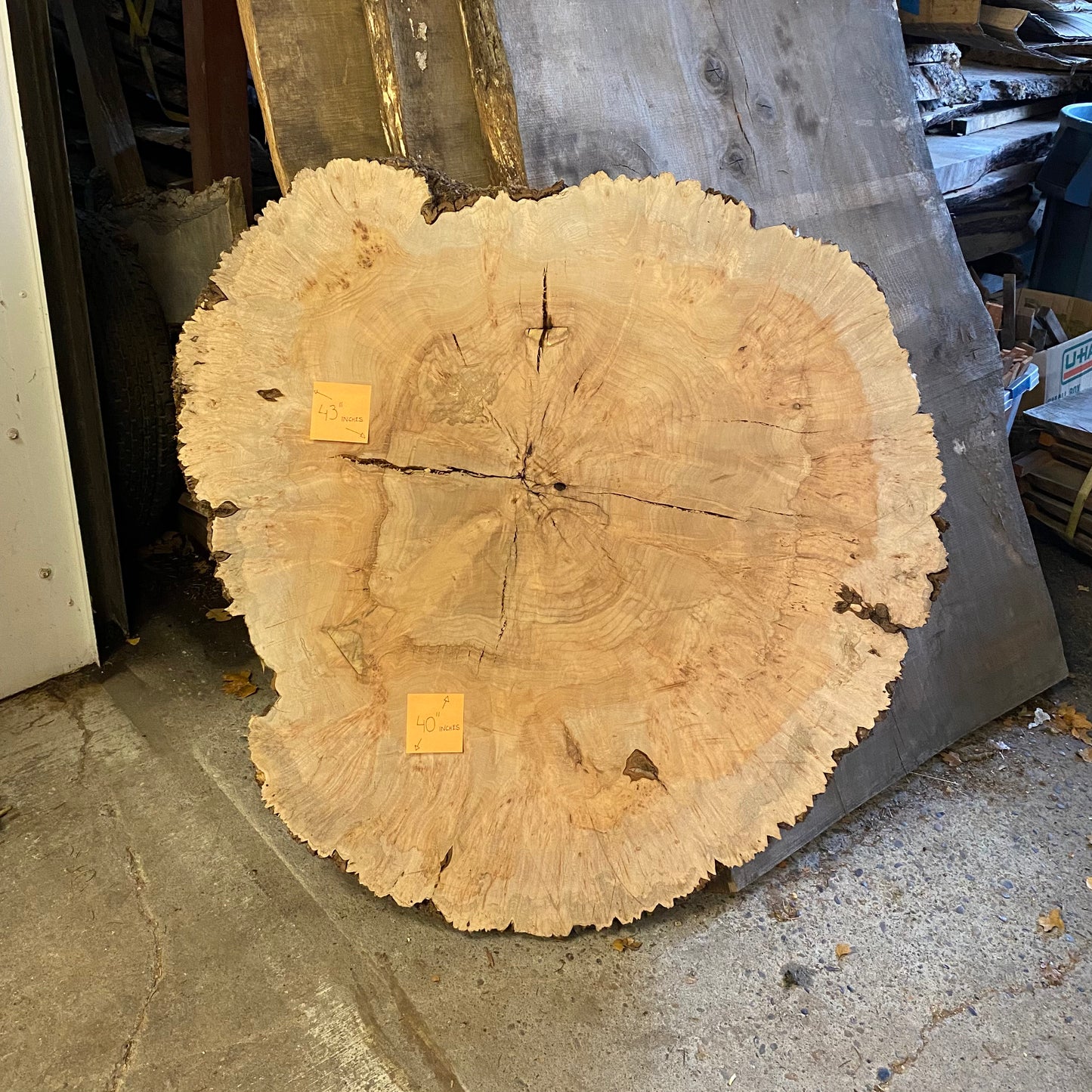 Big Leaf Maple Burl Round Slab