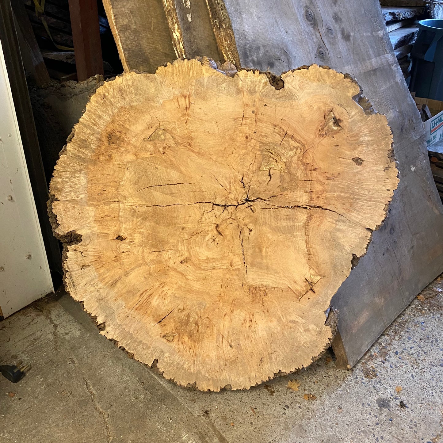Big Leaf Maple Burl Round Slab