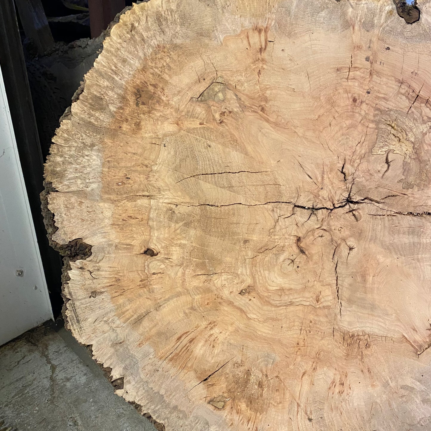 Big Leaf Maple Burl Round Slab