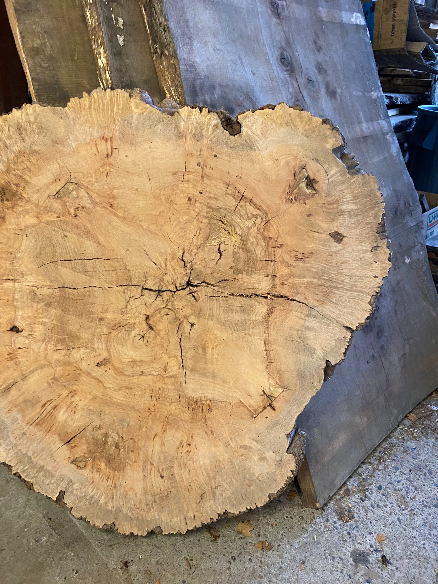 Big Leaf Maple Burl Round Slab