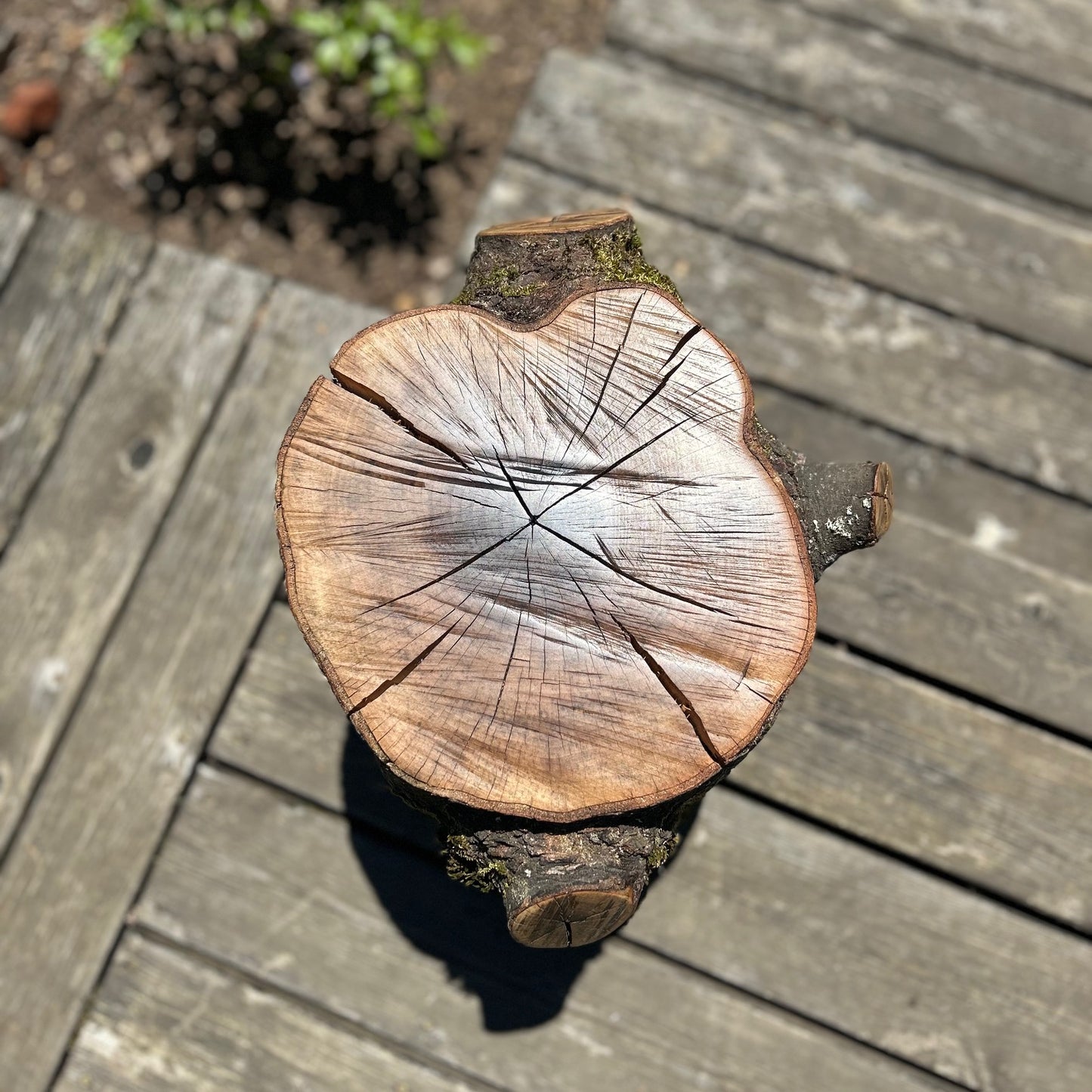 Dogwood Round