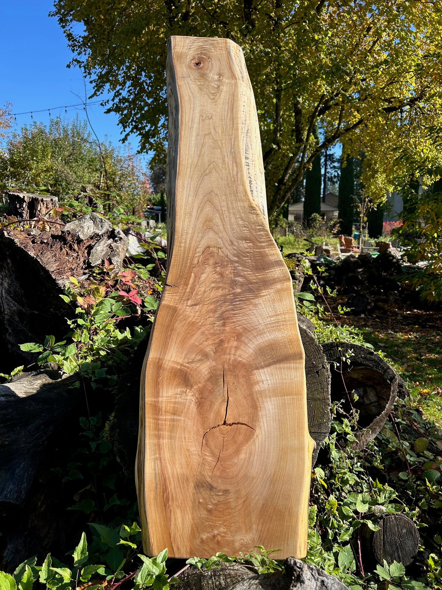 Large Maple Shelf