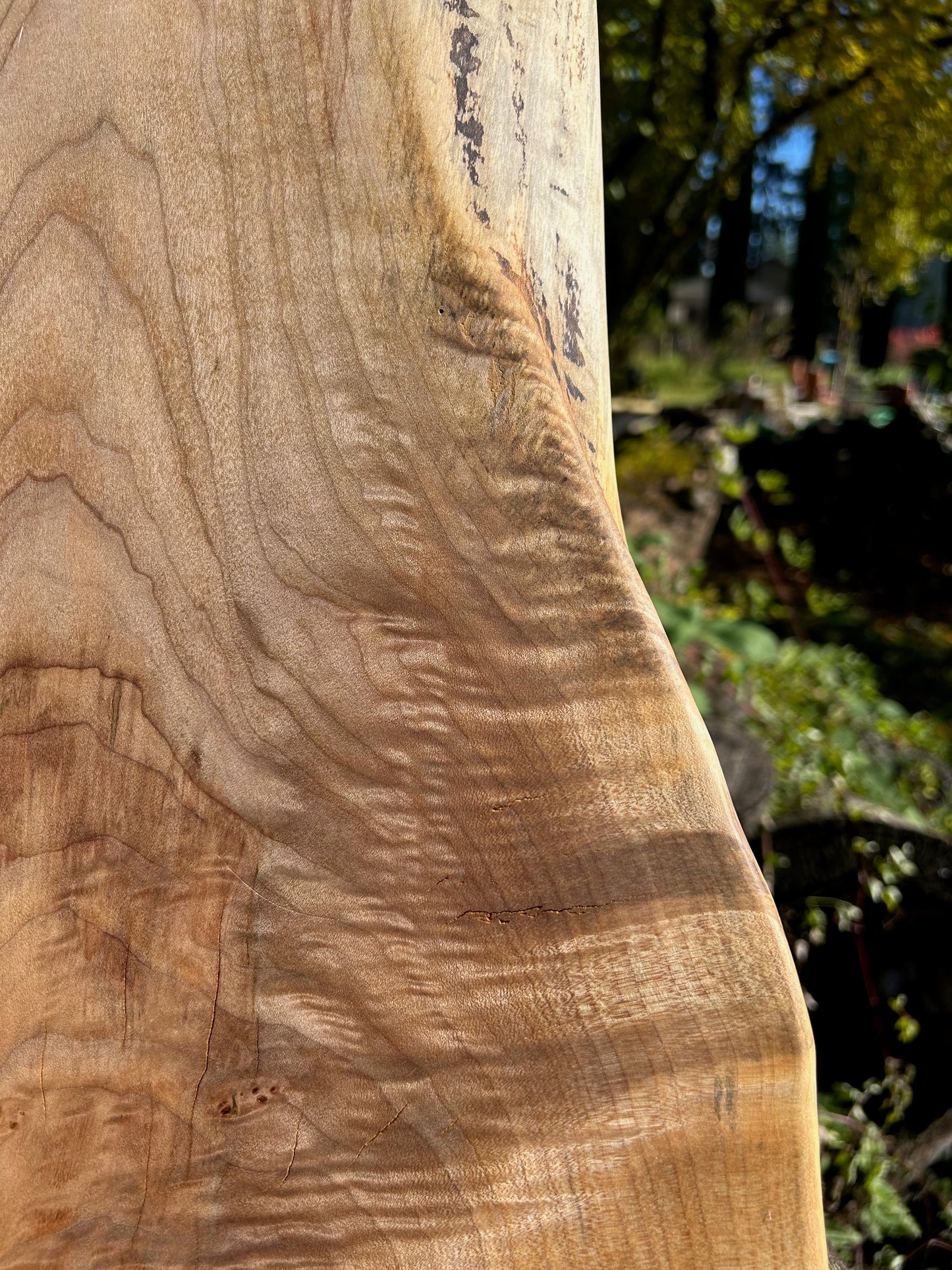 Large Maple Shelf